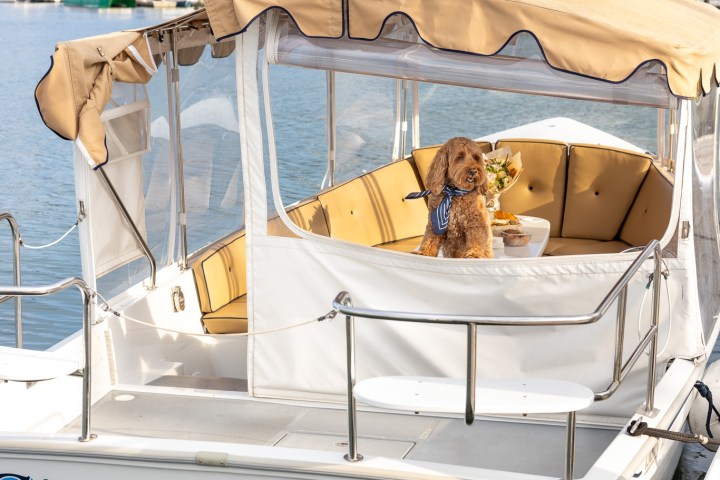 Dog wearing a scarf on a boat named 'Cinque Terre' docked in a marina.