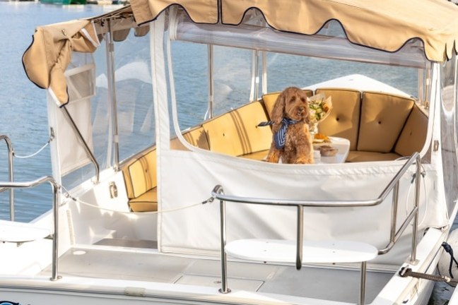Dog sitting on a boat named 'Cinque Terre' docked at a marina with sailboats in the background.