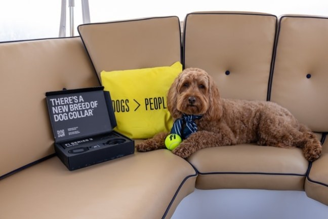 Dog on couch with a yellow ball, collar box, and yellow pillow.
