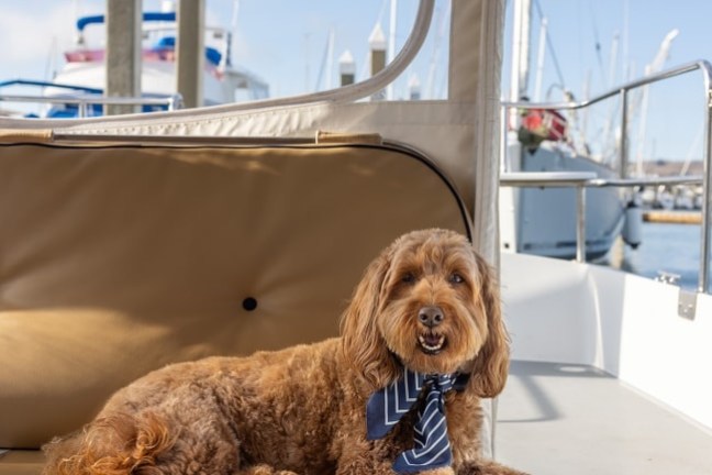 Brown dog with a blue scarf lying on a boat seat with marina in background.