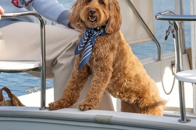 Dog with a blue scarf on a boat, next to a person in a fish-pattern sweater.