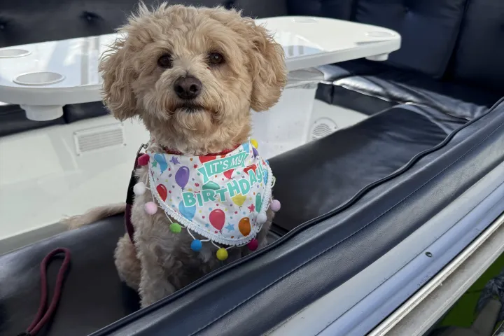 Fluffy dog on boat seat wearing a birthday bandana with balloons and text.